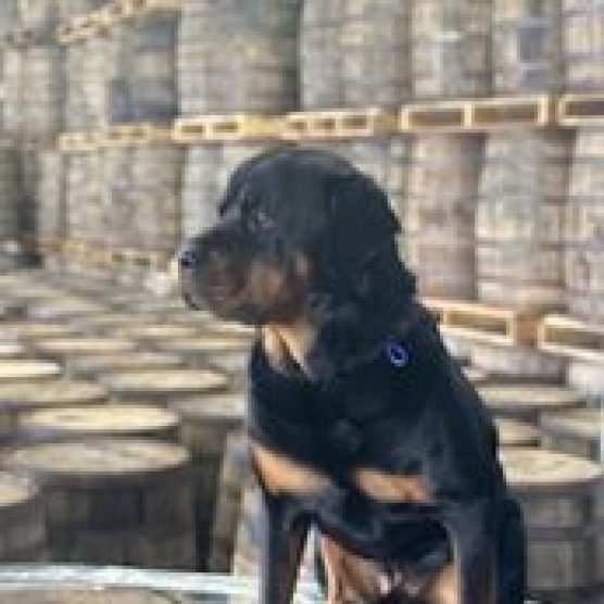 Barrel Brokers & Atilla