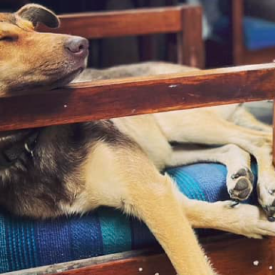 Arlo and Basil - Barking Owl Distillery