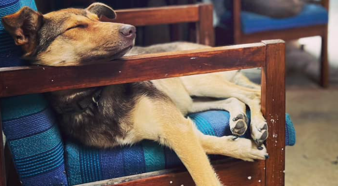 Arlo and Basil – Barking Owl Distillery